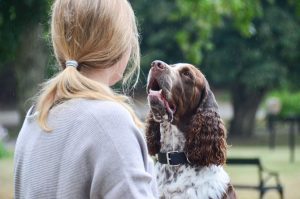 Cecilia och Engelsk Springer Spanieln Diesel möter varandras blickar i samförstånd